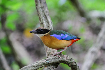  Blue-winged Pitta