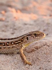 Sand Lizard in the Wild