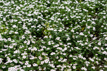 White flowers sweet-william field