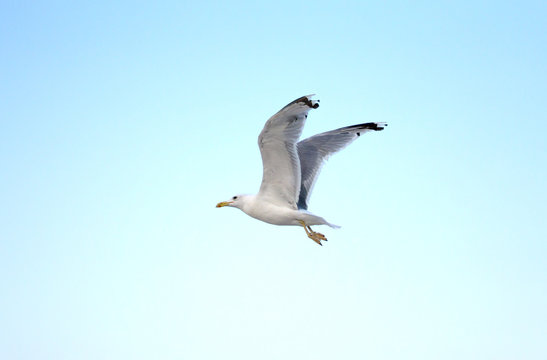 Young seagull flying in blue sky