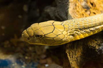 Royal Cobra (Ophiophagus hannah)