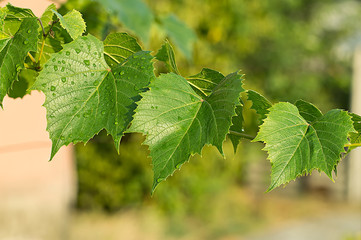 green leaves of the grape in nature background
