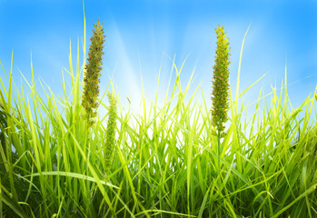 Fototapeta premium Green grass and blue sky background