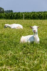 Obraz premium Goats on the field