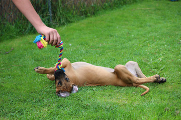 Rhodesian Ridgback Welpe spielt