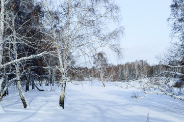 Birch and pine forest