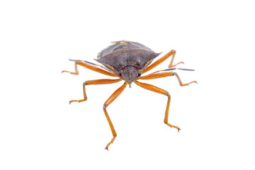 Brown shield bug on a white background