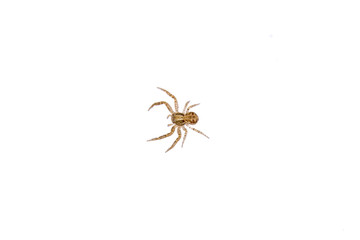 Brown spider on a white background