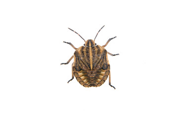 Brown shield bug on a white background