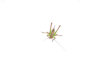 Green brown grasshopper on a white background