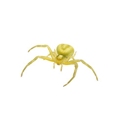 Green spider on a white background