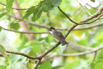 Sooty-headed Bulbul