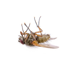 Fly on a white background