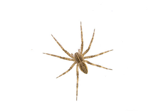 Brown spider on a white background
