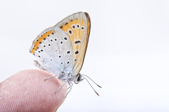 Colored butterfly sitting on the finger on the white background