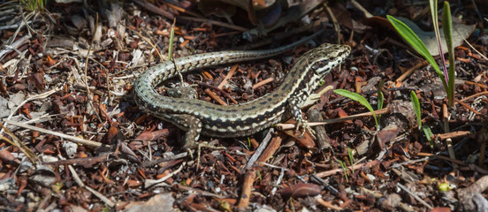 Common lizard basking in the sun