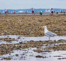 Seagull at low tide, people searching for mussels in the background