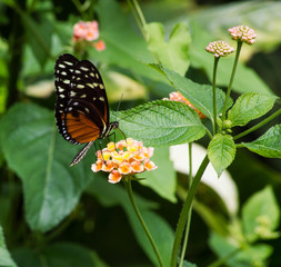 The Danaid Eggfly, female butterfly found across Africa, Asia, and Australia