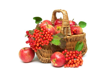 apples and viburnum berries in a basket on a white background