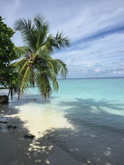 Fototapeta na wymiar Palm tree, sky and tropical ocean