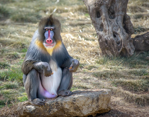 Kleurrijke mannelijke mandril-aap die in de camera kijkt
