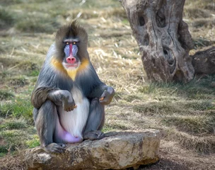 Fotobehang Kleurrijke mannelijke mandril-aap die in de camera kijkt © ChaoticDesignStudio