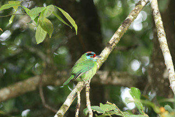 Blue-throated Barbet