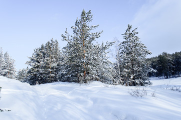 Birch and pine forest