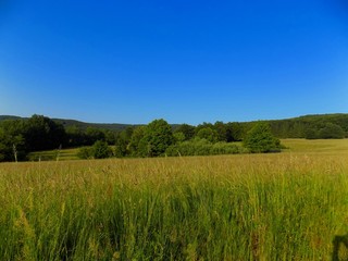 Meadow, forest and blue sky