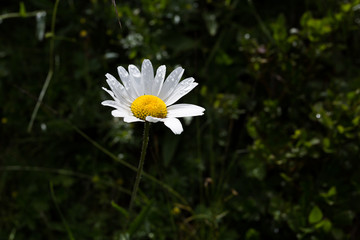 Fleur blanche et rosée