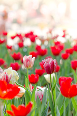 Obraz premium Blooming spring flowers tulips in the sunlight