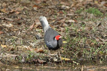  Kalij Pheasant (Lophura leucomelanos) bird