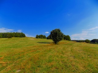Meadow, forest and sky