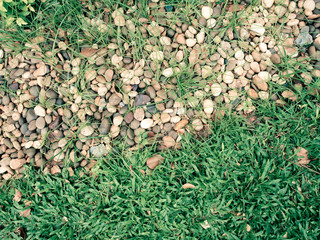 green grass with stone, grass with rock,background