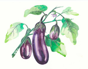 Eggplant water color painting