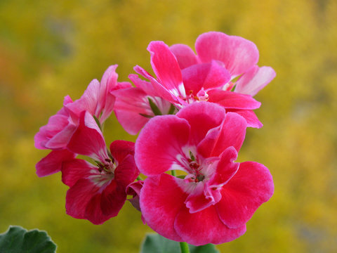 Pink geranium flowers, Pelargonium zonale