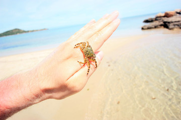 Tiny crab on the hand