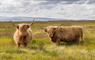 Pair of Highland Cattle