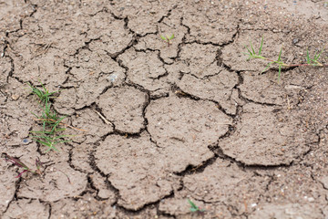 Plant growing through dry cracked soil