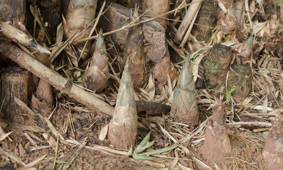 Bamboo shoots