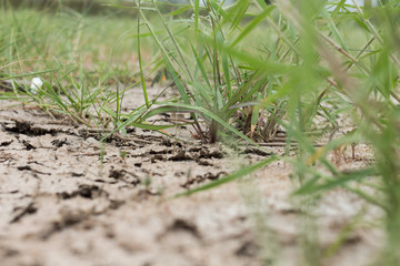 Plant growing through dry cracked soil