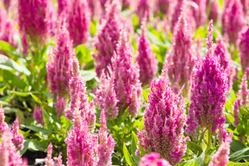 Obraz premium colorful celosia flower