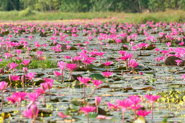 Blooming water lily flower