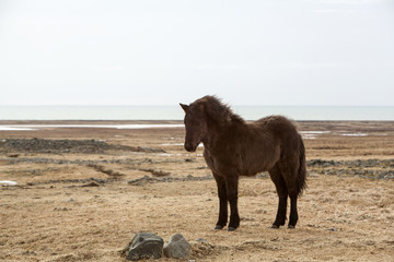 Portrait of a young black Icelandic horse