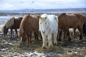 Herd of colorful Icelandic horses on a meadow