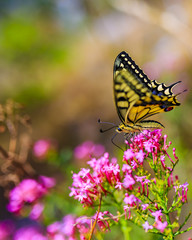 Butterfly on pink flowers