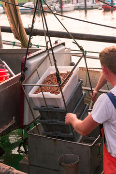 Fototapeta North Sea shrimp boats