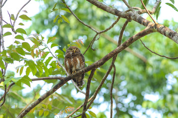 Collared Owlet (Glaucidium brodiei)