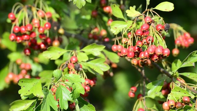 Wei&szlig;dorn, reife Beeren
