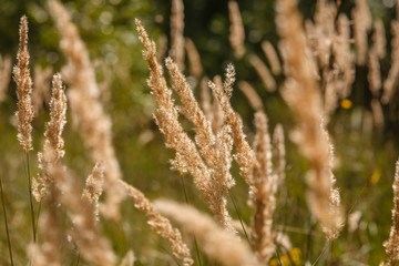 grass ears in the summer green meadow closeup nature landscape R